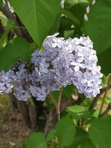 新緑の季節です