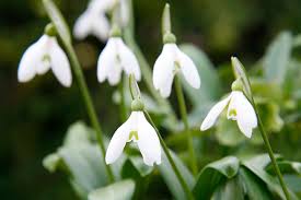 春の訪れを告げるスノードロップ